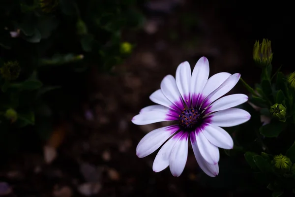 Ashikaga Kwiat Park Fotografia — Zdjęcie stockowe