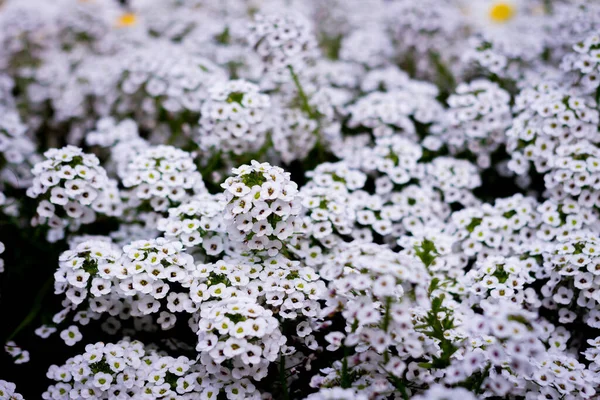 Ashikaga Flower Park Photography — Stock Photo, Image