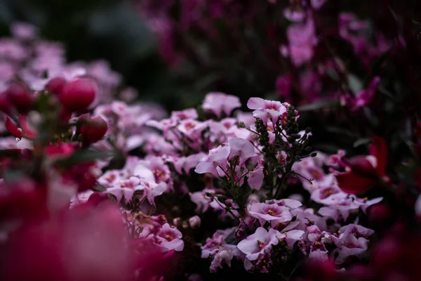 Ashikaga Flower Park Fotografía — Foto de Stock