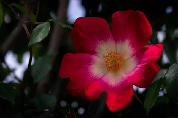 Ashikaga Flower Park Photographie — Photo
