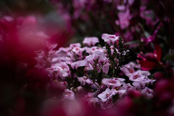 Ashikaga Flower Park Fotografía — Foto de Stock