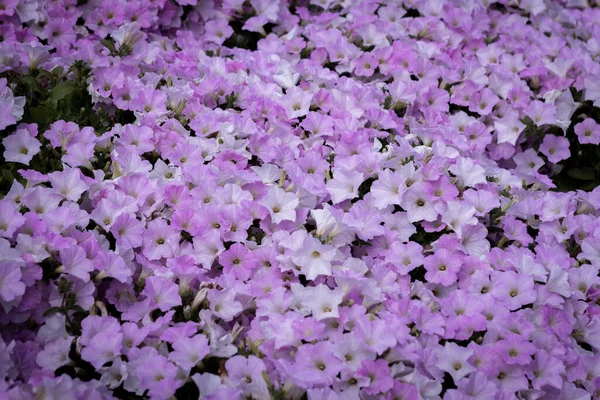 Ashikaga Flower Park Fotografía — Foto de Stock