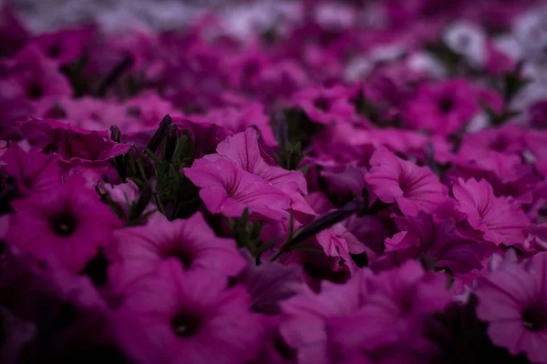 Ashikaga Flower Park Fotografía — Foto de Stock