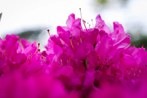 Ashikaga Kwiat Park Fotografia — Zdjęcie stockowe