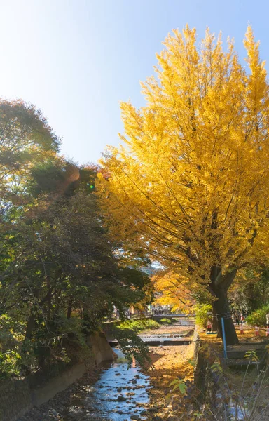 Otoño Oro Monte Takao —  Fotos de Stock