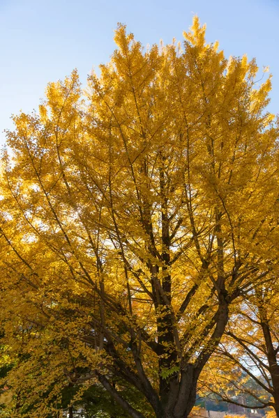 Autumn Gold Mount Takao — Stock Photo, Image