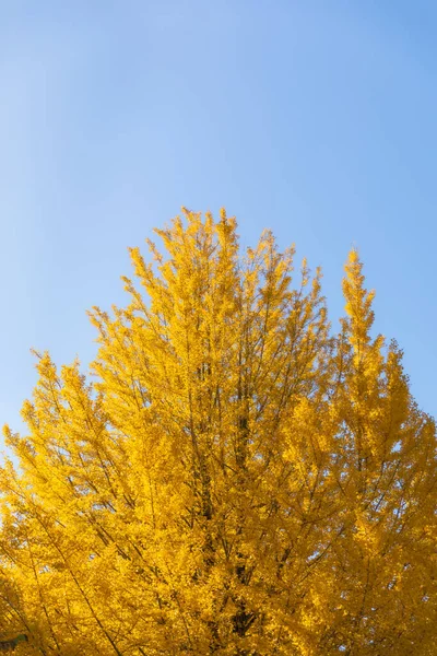 Autumn Gold Mount Takao — Stock Photo, Image