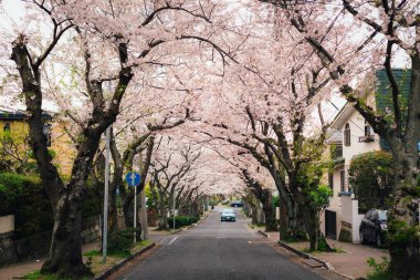 Kamakura 'daki Tsurugaoka Hachimangu.