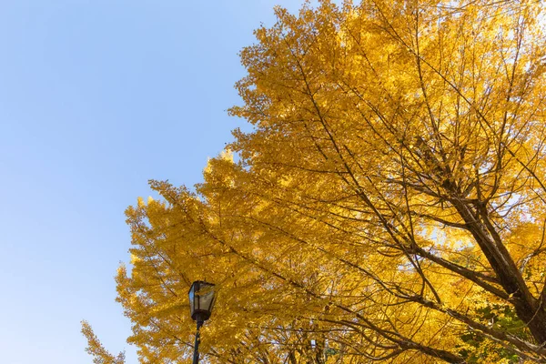 Autumn Gold Mount Takao — Stock Photo, Image