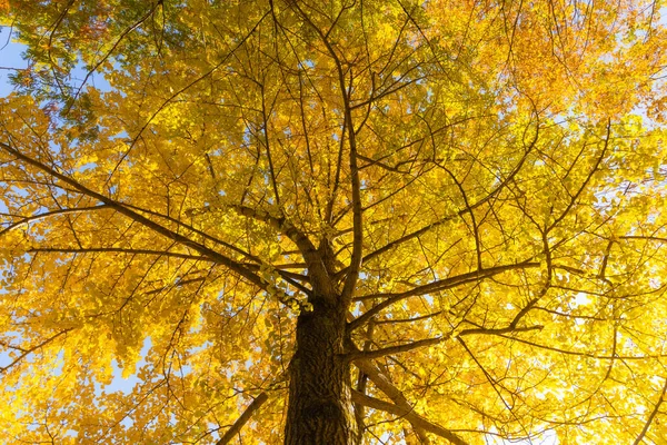 Otoño Oro Monte Takao — Foto de Stock