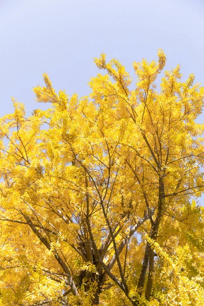 Otoño Oro Monte Takao — Foto de Stock