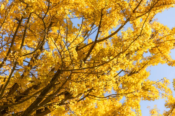 Autumn Gold Mount Takao — Stock Photo, Image