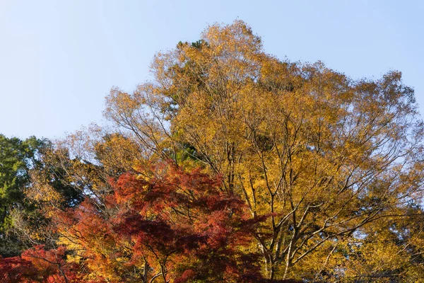 Autumn Gold Mount Takao — Stock Photo, Image