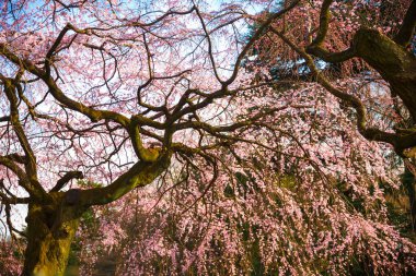 Shinjuku gyoen Ulusal Bahçe