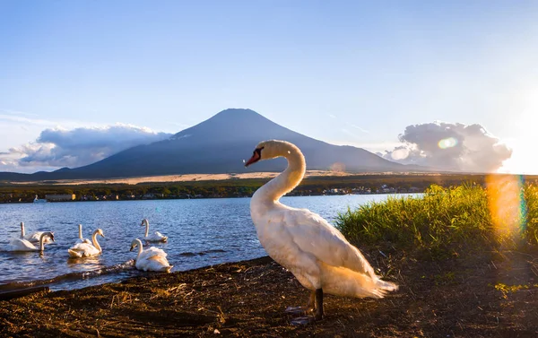 Die Schönheit Des Fuji — Stockfoto