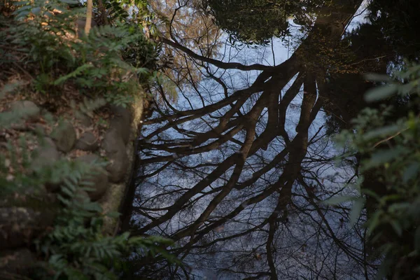 Синдзюку Gyoen Національний Сад — стокове фото