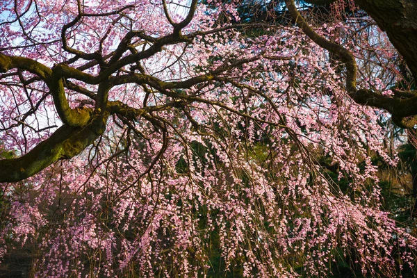 Синдзюку Gyoen Національний Сад — стокове фото