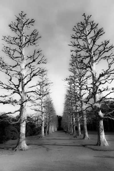 Jardin National Shinjuku Gyoen — Photo