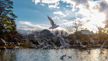 Kamakura 'da Vahşi Kuşlar