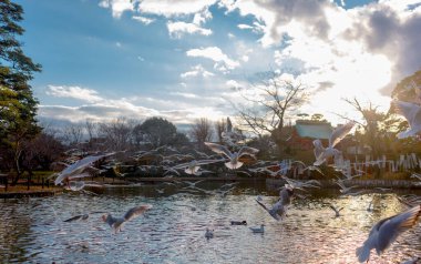 Kamakura 'da Vahşi Kuşlar