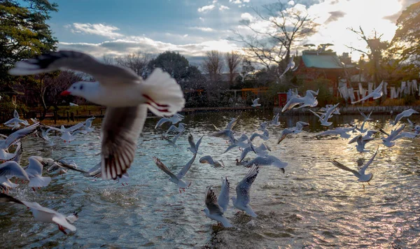 Aves Silvestres Kamakura — Foto de Stock