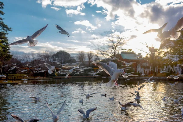 Oiseaux Sauvages Kamakura — Photo