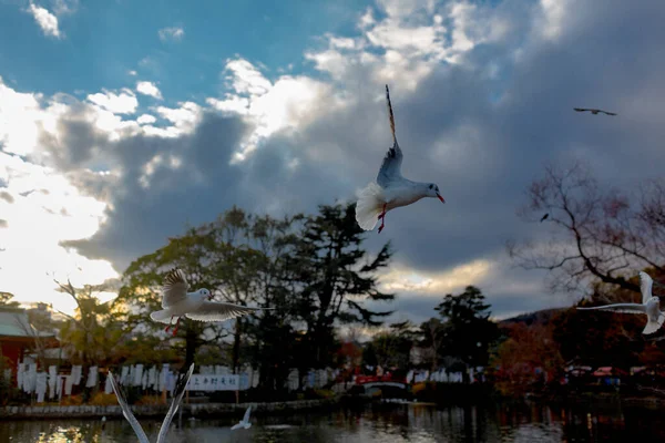 Oiseaux Sauvages Kamakura — Photo