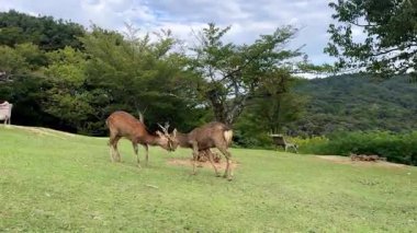 Doğanın güzel manzarası