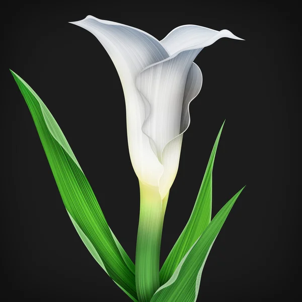 Calla Lilie Blume und grüne Blätter Muster — Stockfoto © themisha #90624856