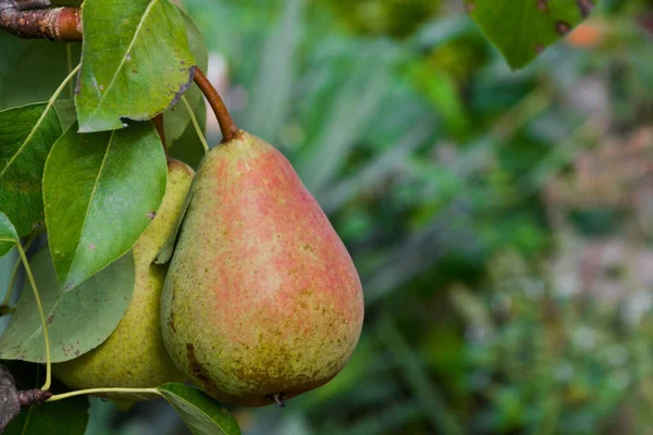 Meyve. İnci. Armutlar dalda. Bahçedeki armutlar