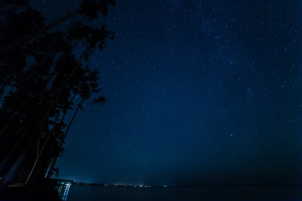 Bosque de pinos cielo estrellado — Foto de Stock