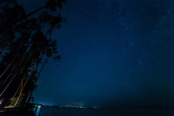 Bosque de pinos cielo estrellado — Foto de Stock