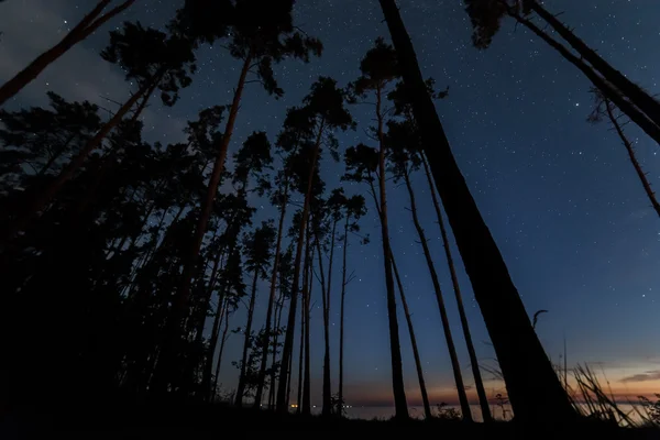 Bosque de pinos cielo estrellado — Foto de Stock