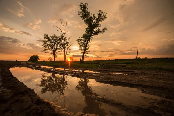 Árbol de charco de campo atardecer — Foto de Stock