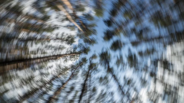 Pine forest Oekraïne — Stockfoto