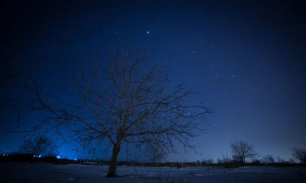 Зимові трійки в небесних зірках. Зоряні стежки . — стокове фото