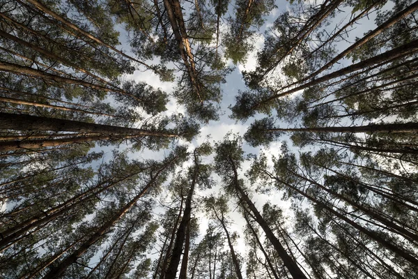Borovice lesní Ukrajina Stock Fotografie