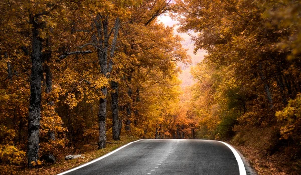 Road Forest — Stock Photo, Image