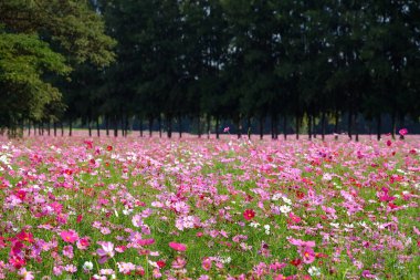Bahçede çiçek açan kozmos çiçekleri