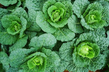 Organik sebze, Butterhead marulu, Lactuca sativa L.