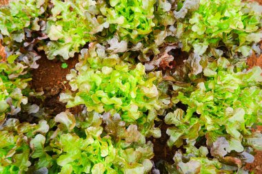 Organik sebze, kırmızı mercan, Lactuca sativa L.