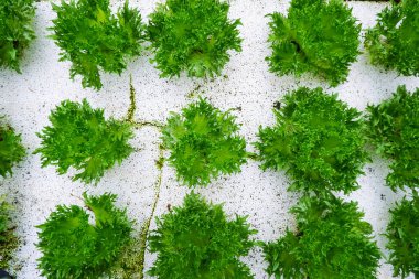 Organik sebze, Frillice Buzdağı, Lactuca sativa L.