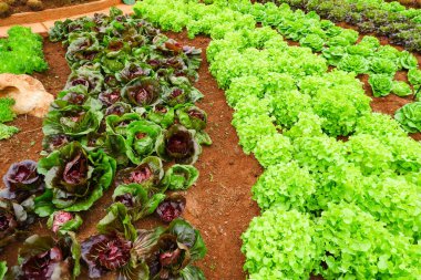 Sebze bahçesi, organik sebze bahçesi.