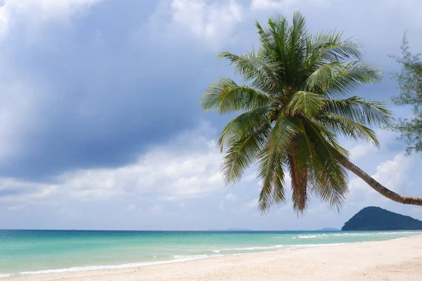 Καρύδα Φοινικόδεντρο Στο Thung Wua Laen Beach Στην Επαρχία Chomphon — Φωτογραφία Αρχείου