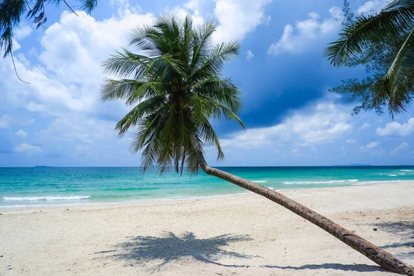 Καρύδα Φοινικόδεντρο Στο Thung Wua Laen Beach Στην Επαρχία Chomphon — Φωτογραφία Αρχείου