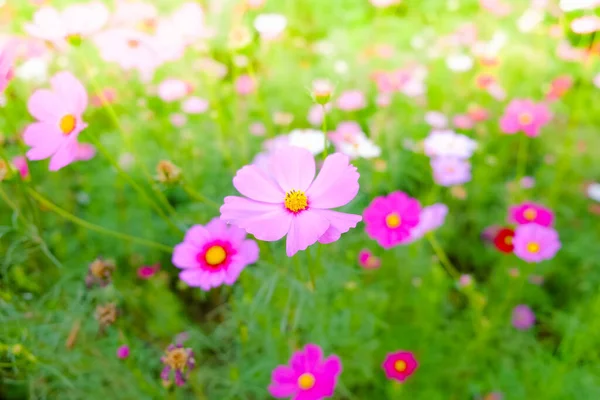 Cosmos Flowers Blooming Garden — Stock Photo, Image