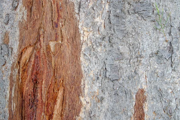 Madera Vieja Con Gnarl — Foto de Stock