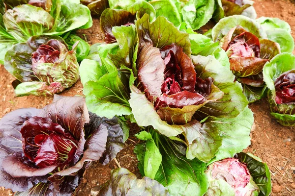 Organik sebze, Radicchio, Cichorium intybus var. Yaprak yaprağı