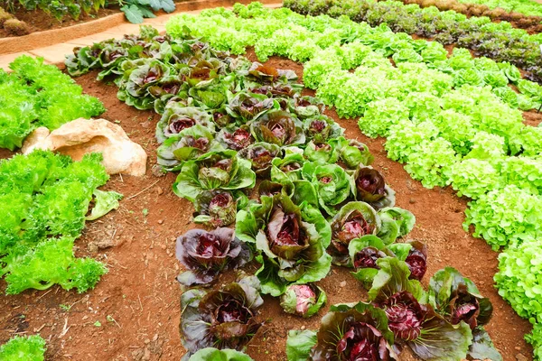 vegetable garden, Organic vegetable plot