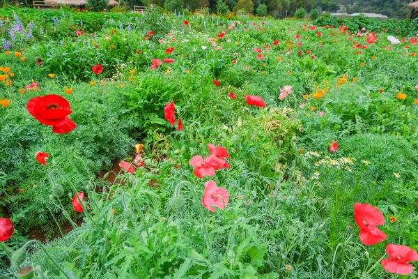 Beautiful Flower Garden Doi Ang Khang Thailand — Stock Photo, Image